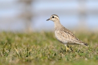 27570 Charadrius morinellus (Piviere tortolino)